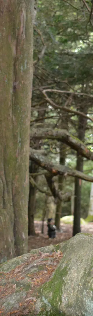 Trolle im Märchenwald